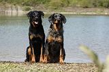 BEAUCERON 637